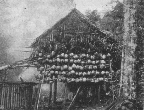 Festively decorated house to celebrate a Sing-Sing. The adornment, consisting of coconuts, bananas, taro, etc. These fruits and some pigs will be distributed among the participants at the end of the festival.